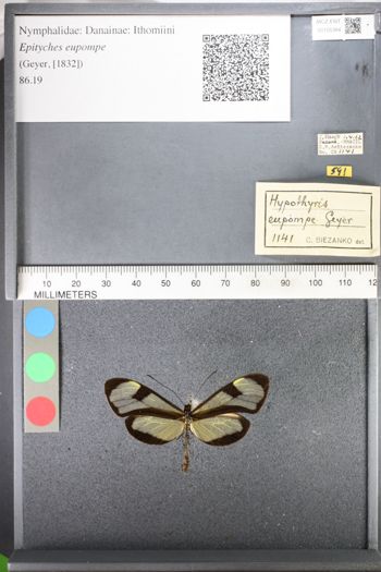 Media type: image;   Entomology 105384